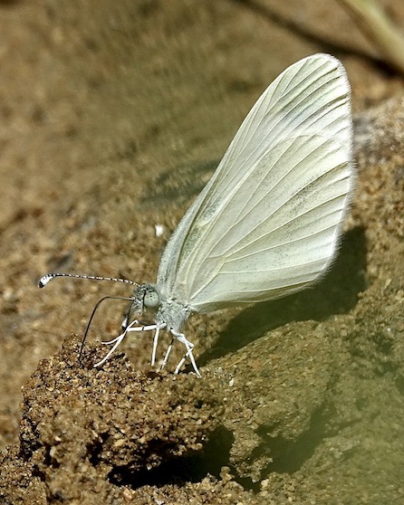 wood white